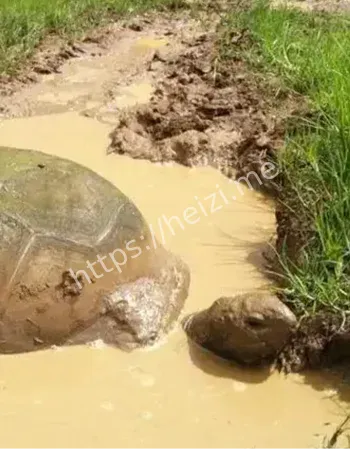 黄河巨鳖事件