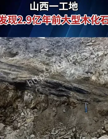 2.9亿年前化石