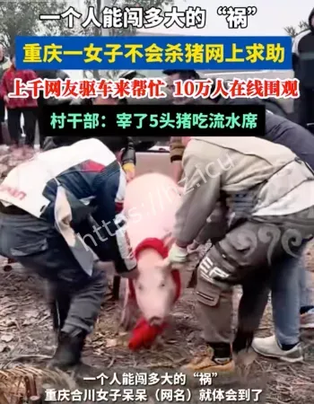 不会杀猪求助
