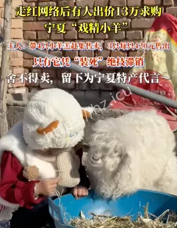 会装死的小羊