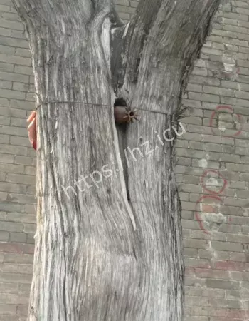 鹿邑明道宫
