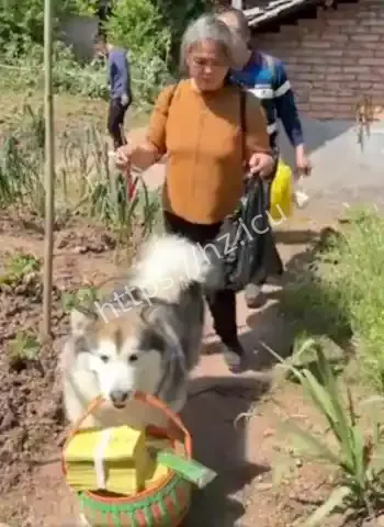 狗狗祭祖