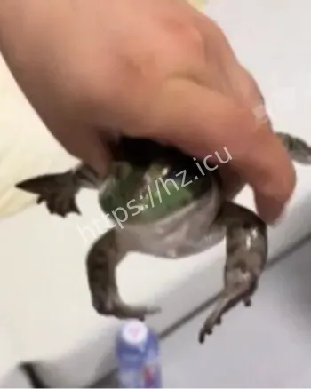 牛蛙不要烧熟
