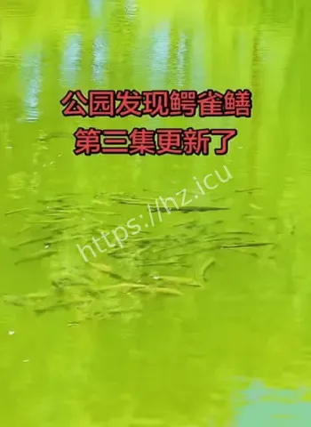 公园出现鳄雀鳝