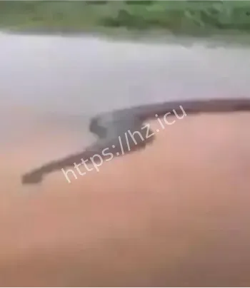 巴西工程严苛生态环保